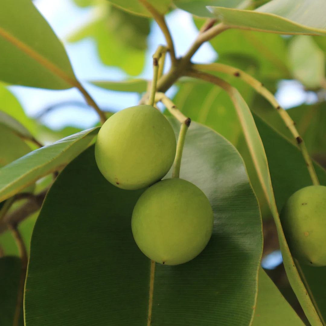 Let's Talk About Fetau Oil: The Miraculous Elixir from the Pacific