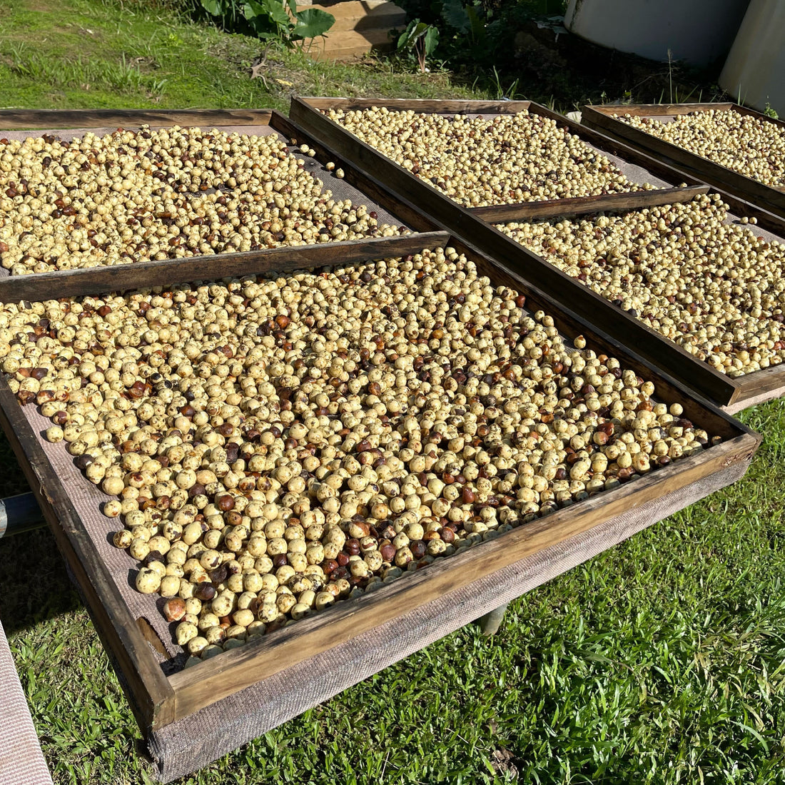 From Harvest to Oil - Fetau Season Update